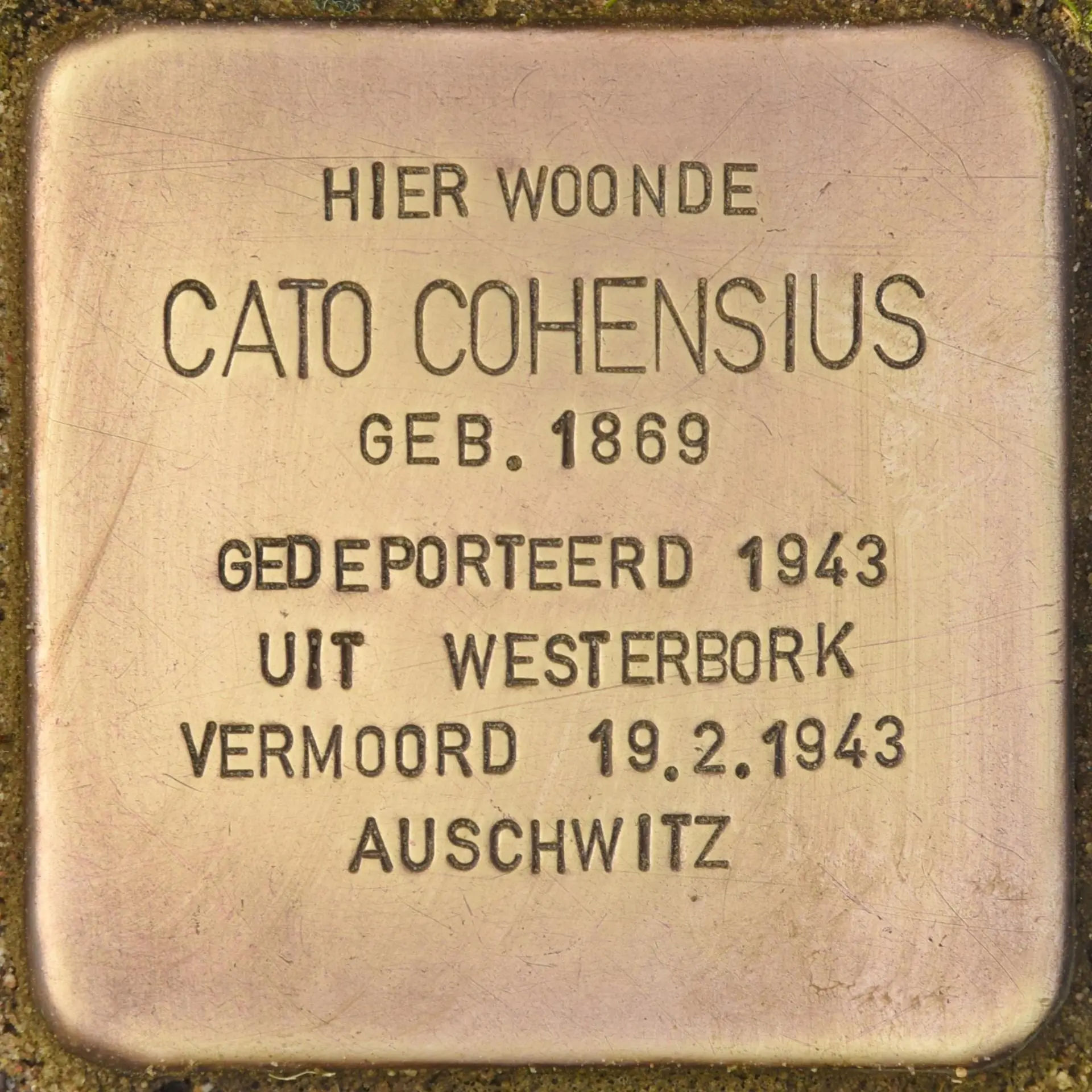 Struikelsteen voor Cato Cohensius