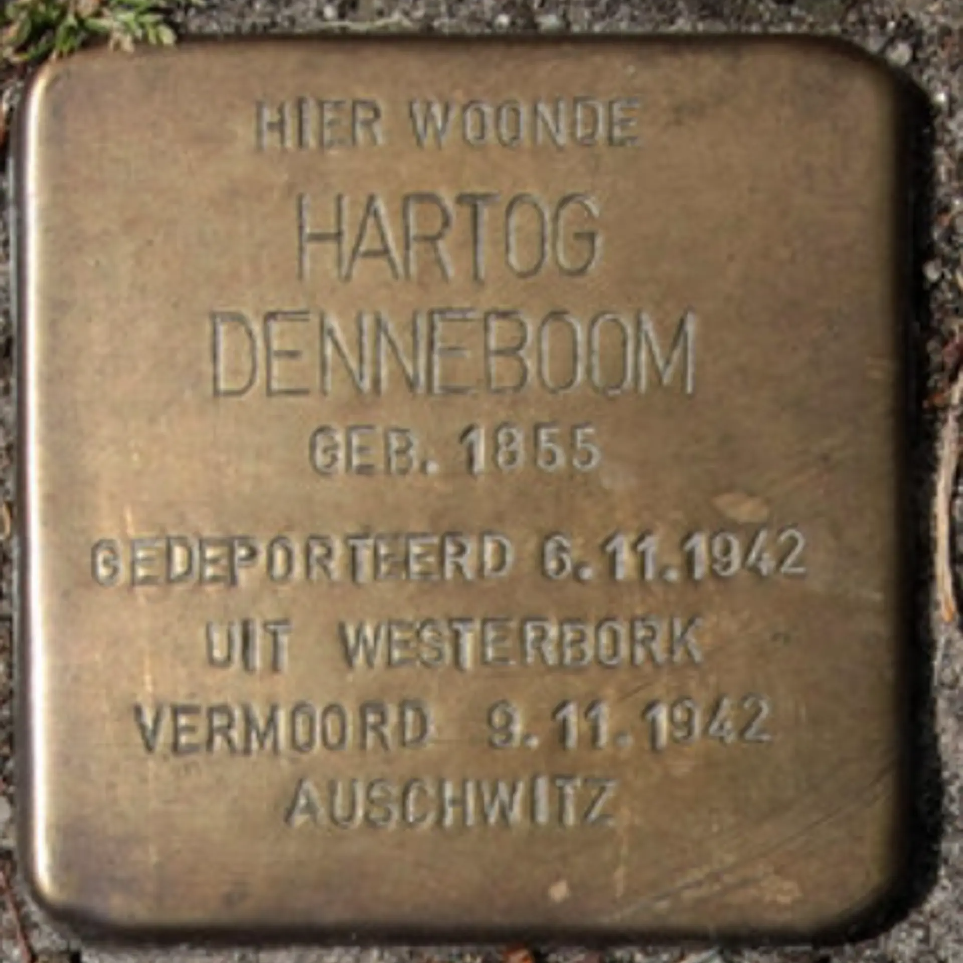 Struikelsteen voor Hartog Denneboom