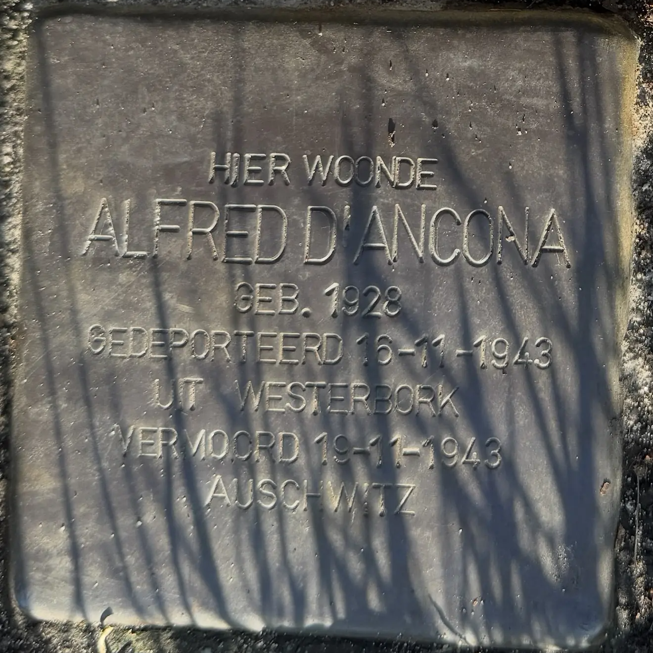 Struikelsteen voor Alfred d' Ancona